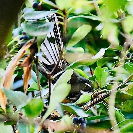 Birdsong Devonport-3
